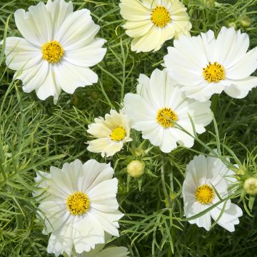 Cosmos sulphureus Kiiro - Cosmea arancione