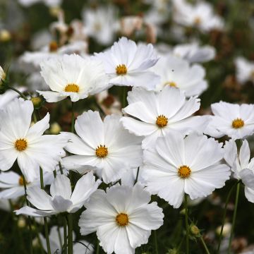 Cosmos Lucinda (semi)  - Cosmea