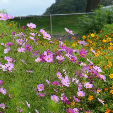 Cosmos Sensation Mix BIO (semi) - Cosmea Cosmos Sensation Mix BIO (semi) - Cosmea