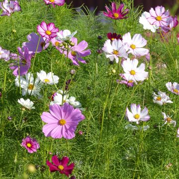 Cosmos Sensation - Cosmea Cosmos Sensation - Cosmea
