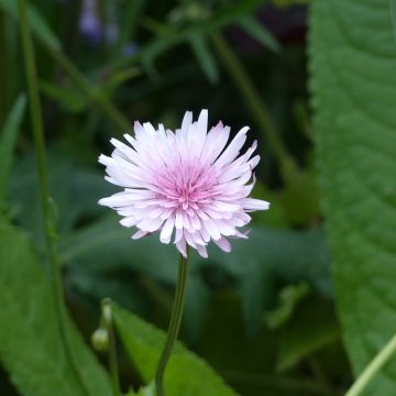 Crepis rubra (semi) - Radicchiella rosea
