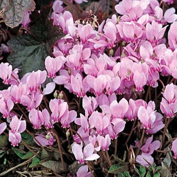 Cyclamen neapolitanum - Ciclamino napoletano