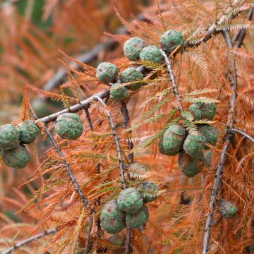 Taxodium distichum - Cipresso delle paludi (semi)