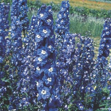 Delphinium Pacific Giants Blue Bird (semi) - Speronella