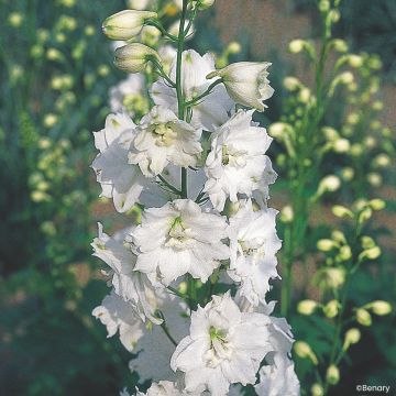 Delphinium Pacific Giants Galahad (semi) - Speronella