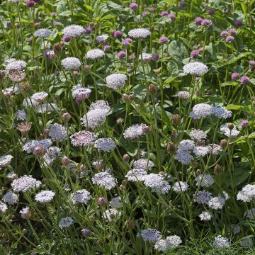 Trachymene caeruleus Lace Heavenly Umbels (semi)