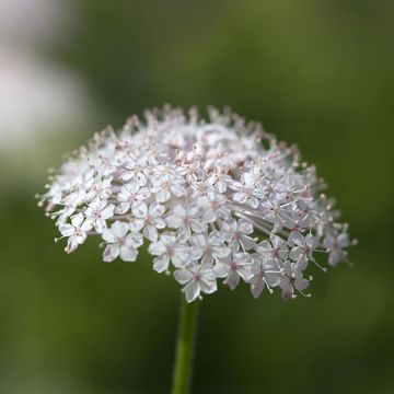 Trachymene caeruleus Lace Pink (semi)