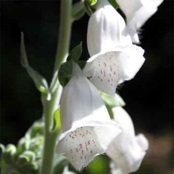 Digitalis purpurea subsp. heywoodii Silver Club - Digitale