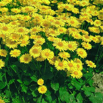 Doronicum orientale Little Leo (semi) - Doronico orientale