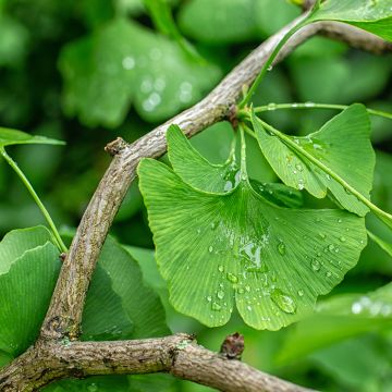 Ginkgo biloba (semi)