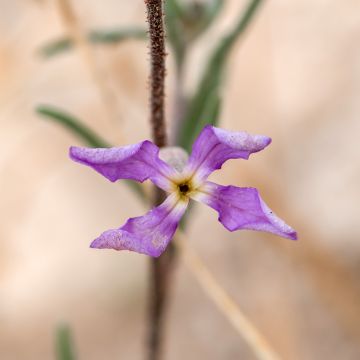 Matthiola longipetala bicornis - Violaciocca bicorne