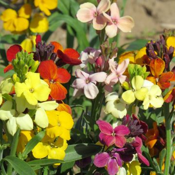 Erysimum cheiri Sugar Rush F1 hybride - Violaciocca gialla