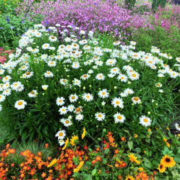 Leucanthemum superbum Crazy Daisy (semi) - Margherita