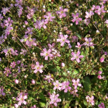Gypsophila elegans Rosea (semi)