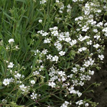 Gypsophila repens Alba (semi)