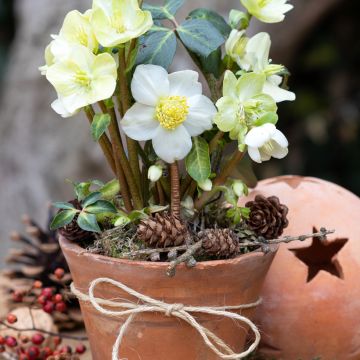 Helleborus niger (semi) - Elleboro
