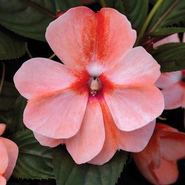 Impatiens Florific Sweet Orange (semi) - Fiore di vetro