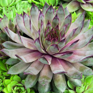 Sempervivum Hippie Chicks (Semi rivestiti) - Semprevivo Sempervivum Hippie Chicks (Semi rivestiti) - Semprevivo