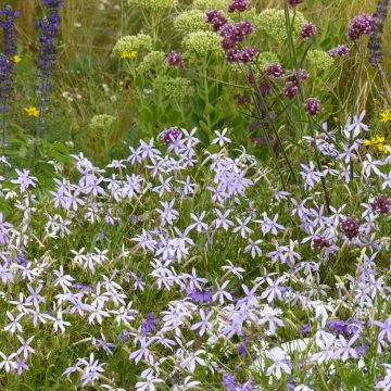 Laurentia Blue Stars