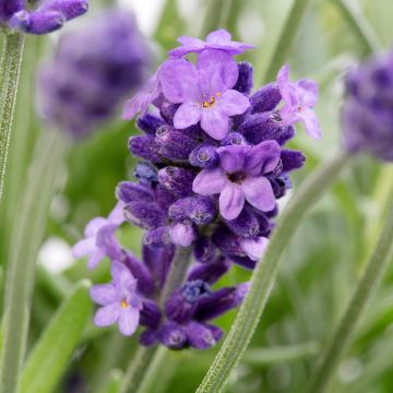 Lavandula angustifolia Cleo-Patio Blue (semi) - Lavanda vera