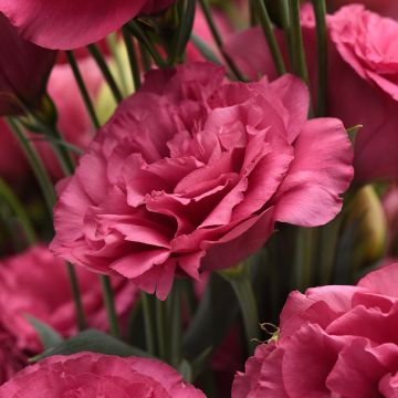 Lisianthus Can Can Carmine Rose (semi) - Eustoma Lisianthus Can Can Carmine Rose (semi) - Eustoma