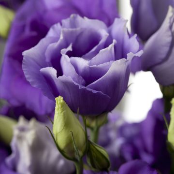 Lisianthus F1 Cessna Blue III (semi rivestiti) - Eustoma