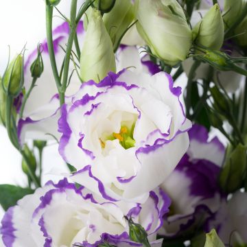 Lisianthus F1 Cessna Blue Picotee III (semi rivestiti) - Eustoma