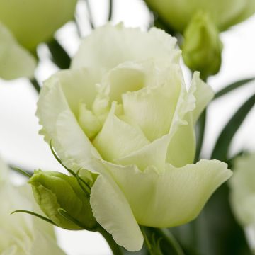 Lisianthus F1 Cessna Green III (semi rivestiti) - Eustoma