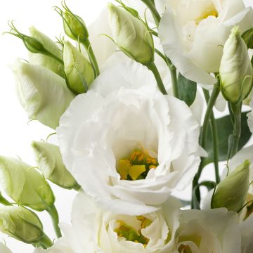 Lisianthus F1 Cessna Pure White III (semi rivestiti) - Eustoma