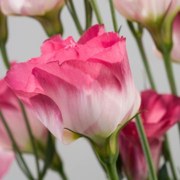 Lisianthus F1 Cessna Vogue IV (semi rivestiti) - Eustoma