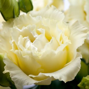 Lisianthus F1 Cessna Yellow III (semi rivestiti) - Eustoma