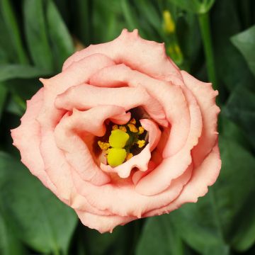Lisianthus F1 LisAdora Apricot III (semi rivestiti) - Eustoma