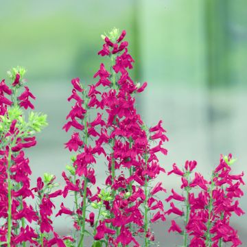Lobelia speciosa Fan Scarlet (Semi rivestiti) Lobelia speciosa Fan Scarlet (Semi rivestiti)