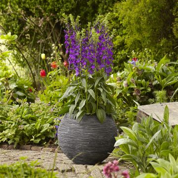 Lobelia speciosa Starship Blue (Semi rivestiti) Lobelia speciosa Starship Blue (Semi rivestiti)