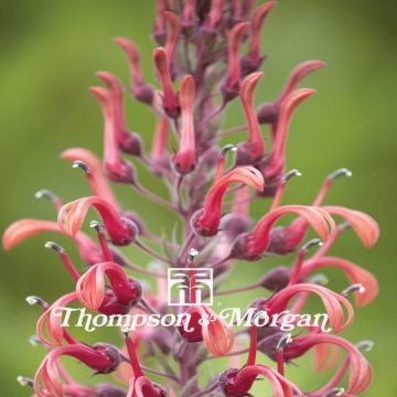 Lobelia tupa - Lobelia
