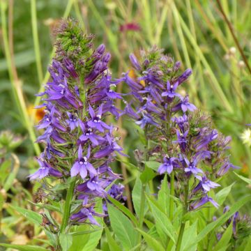 Lobelia x gerardii Vedrariensis (semi) Lobelia x gerardii Vedrariensis (semi)