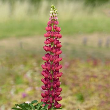 Lupinus polyphyllus Russell Hybrids Mon Château rouge - Lupino a fogliole numerose
