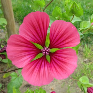 Malope trifida Mix Purple BIO (semi) Malope trifida Mix Purple BIO (semi)