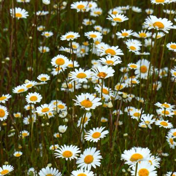 Leucanthemum vulgare BIO  (semi) - Margherita comune