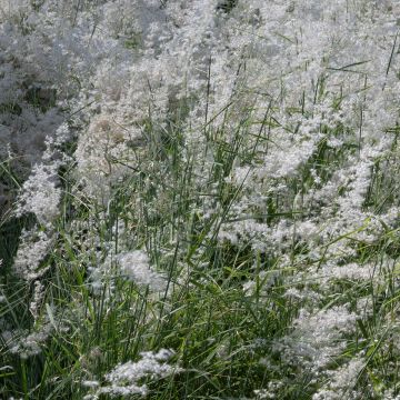 Melinis minutiflora Silver Queen (semi) Melinis minutiflora Silver Queen (semi)