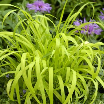 Milium effusum Aureum (semi) - Miglio selvatico