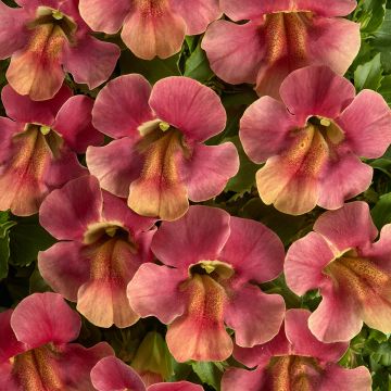 Mimulus Medius F1 Pastel Crimson (semi)