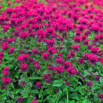 Monarda didyma Panorama Red Shades (semi) Monarda didyma Panorama Red Shades (semi)