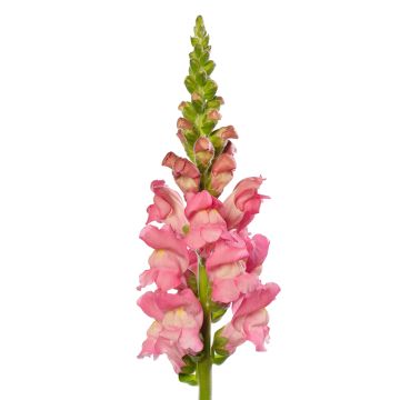 Bocca di leone F1 Avignon Cherry Rose II (semi) - Antirrhinum majus