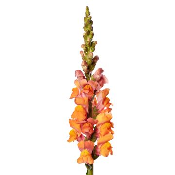 Bocca di leone F1 Avignon Deep Orange II (semi) - Antirrhinum majus