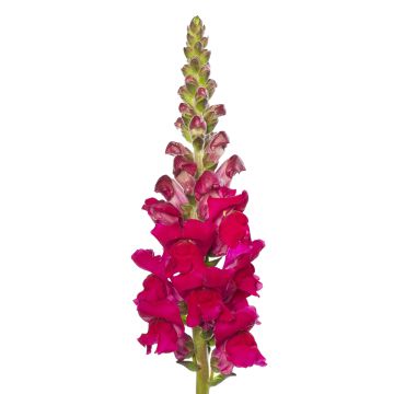Antirrhinum F1 Orleans Lilac IV (semi) - Antirrino