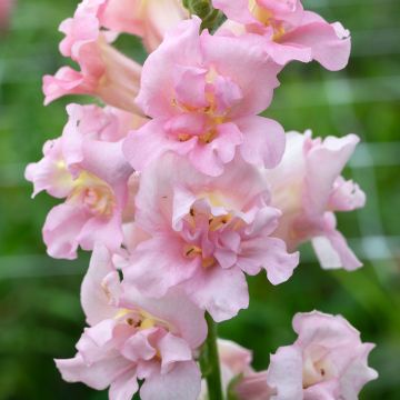 Bocca di leone Madame Butterfly F1 Pink (semi)