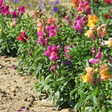 Antirrhinum Magic Carpet Mix (semi) - Antirrino Antirrhinum Magic Carpet Mix (semi) - Antirrino