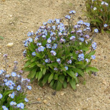 Myosotis sylvatica Victoria Azurea (semi)
