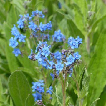 Cynoglossum Firmament (semi) - Cinoglosso Cynoglossum Firmament (semi) - Cinoglosso